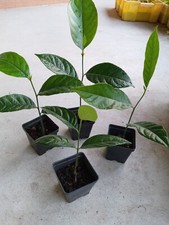 Thai jackfruit artocarpus for sale  Vero Beach