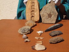 Fossil collection mosasaur for sale  Tucson