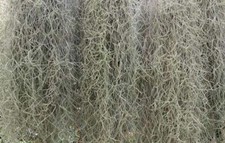 Fresh florida live for sale  Land O Lakes