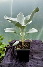 Senecio angel wings for sale  GLOGUE