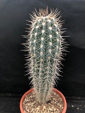 Pachycereus pringlei vivaio usato  Massafra
