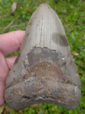Dent fossile requin d'occasion  Agen