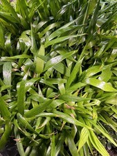 Christmas palms year for sale  Elkhart