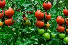 Organic tomatoes for sale  Onaway