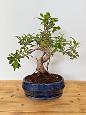 Zimmerbonsai ficus retusa gebraucht kaufen  Böhl-Iggelheim