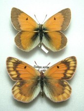 Pair colias arida for sale  FOLKESTONE