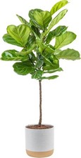 Costa farms fiddle for sale  USA