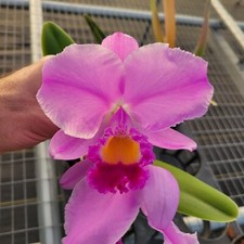 Cattleya trianae colombian for sale  Apopka