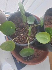 friendship plant for sale friendship plant for sale SUTTON