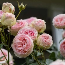 Eden climber rose for sale  Boonton