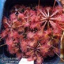Pianta carnivora drosera usato  Grumo Appula