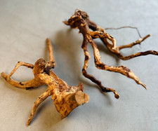 Azalea roots terrarium for sale  ISLEWORTH