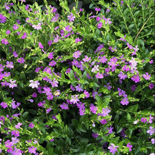 Cuphea mexican heather for sale  USA