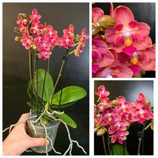 Rare phalaenopsis lianher for sale  NOTTINGHAM