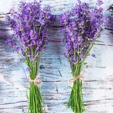 600 lavender seeds for sale  Buffalo