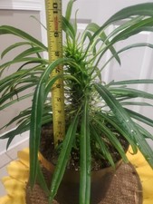 Tall pups rare d'occasion  Expédié en Belgium