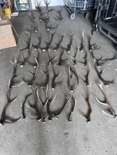 Abwurfstangen hirsch naturgewe gebraucht kaufen  Traunreut