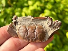 China fossil crab for sale  Coppell