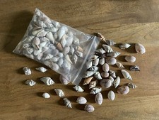 Conchiglie marine 100 usato  Pistoia