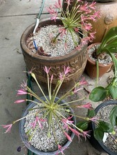 Brunsvigia Gregaria! Espécies raras! 5 sementes frescas!, usado comprar usado  Enviando para Brazil