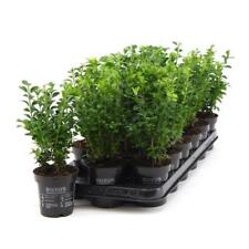 Buchsbaum strauch buxus gebraucht kaufen  Wurzen