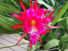 Two rosy swirl for sale  Burlington