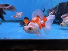 High quality butterfly for sale  Fullerton