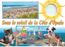 Animals cats kittens d'occasion  Expédié en Belgium