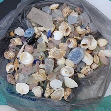 Huge lot seashells for sale  Morganton