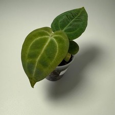 Anthurium snake oil for sale  ST. HELENS