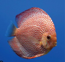 Leopard discus fish for sale  Miami