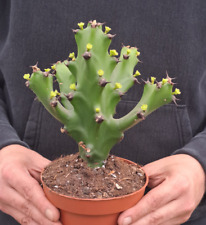 Euphorbia mayurnathanii plant usato  Casatenovo