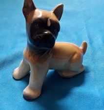 Lovely dutch boxer for sale  BURY