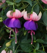 Pack hardy bush for sale  UK