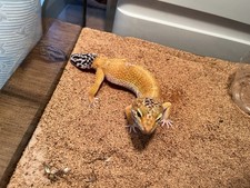 Gecko cage supplies for sale  Elizabeth