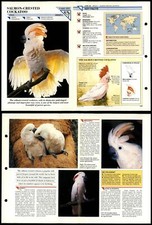 Salmon crested cockatoo for sale  SLEAFORD
