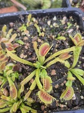 Dionaea venus fly for sale  HELSTON