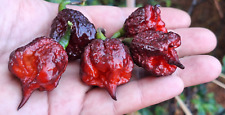 Semi peperoncino gator usato  Italia