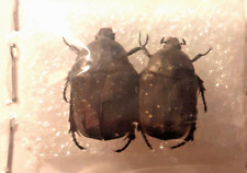Entomologie coleoptera cetonii d'occasion  Cournon-d'Auvergne