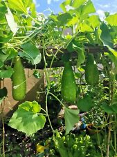 20x bangladeshi vegetable for sale  UK
