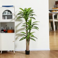 Dr.planzen 5ft dracaena for sale  Rogers