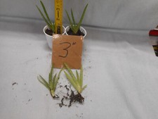 Aloe vera plants for sale  Glen Ellyn