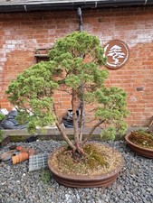 Large shimpaku itoigowa for sale  LEAMINGTON SPA