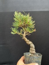 Japanese white pine for sale  Wallkill