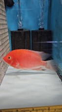 Male super red for sale  Chippewa Falls