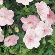 Hardy geranium sanguineum for sale  LINCOLN
