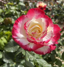 Double delight red for sale  SPALDING