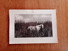 Postcard camargue horse d'occasion  Expédié en Belgium