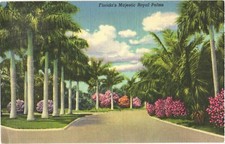 Cartão postal vintage Florida's Majestic Royal Palms linha de palmeiras e flores comprar usado  Enviando para Brazil