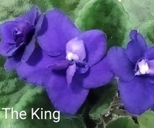 African violet leaf for sale  Ennis